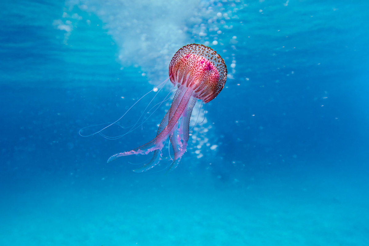 michaelis-friseure-koeln-leistung-info-engagement-hair_help_the-ocean